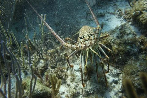 Spiney Lobster Stock Photos