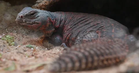 Spiney Tailed Lizard Walking Stock Footage 192502961