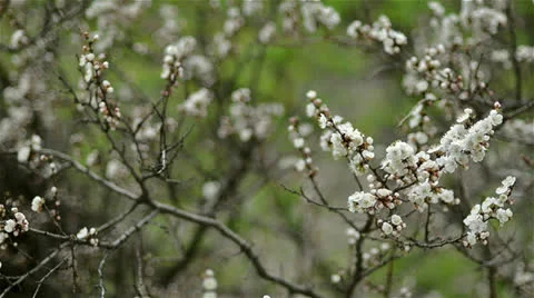 Sping has come Vídeo Stock 22743168