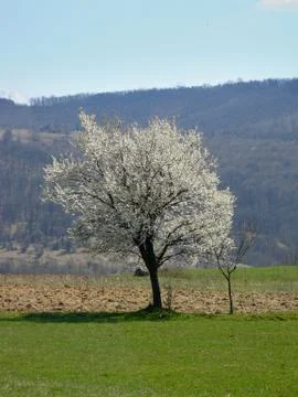 Sping tree Stock Photos