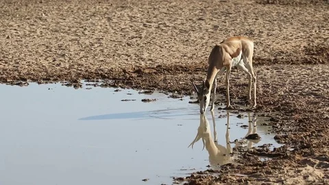 Spingbok drinking water Stock Footage 80523181