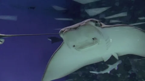 Spinicauda, Dasyatis skate, Stingray underwater video Stock Footage 81426947