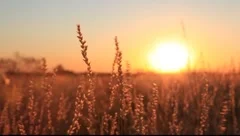 Spinifex desert sunset with 4WD drive-by Stock Footage