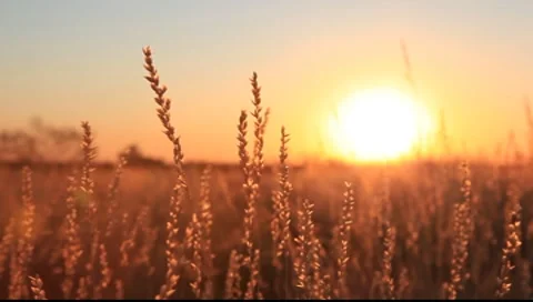 Spinifex desert sunset Video stock 8651580