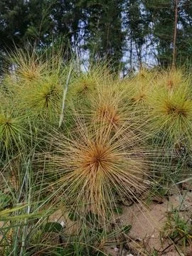 Spinifex grass close up at beach Stock Photos