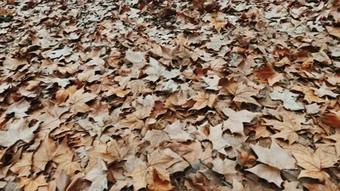 Spining by the autumn leaves Stock Footage 231308518