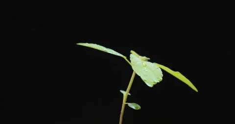 Spining Green sprout on black background Stock Footage 162590378