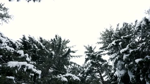 Spining through pines coverd with snow Stock Footage 87873111