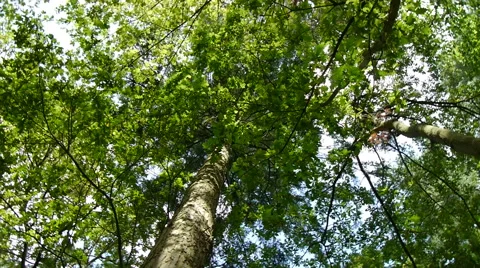 Spining trees Stock Footage 41471190