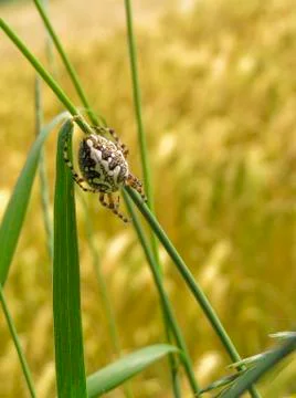 Spinne im Gras Photos