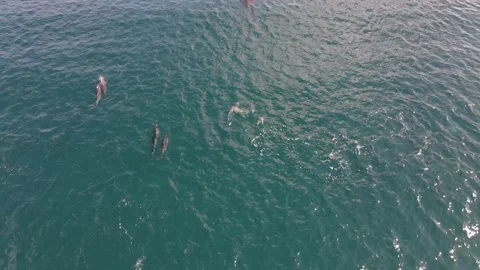 Spinner Dolphin Pod Aerial Video stock 165181087