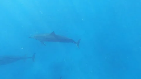 Spinner Dolphin Pod 스톡 동영상 138176718