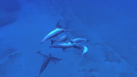 Spinner Dolphin pod surfaces close while swirling to create saltwater bubbles Stock Footage 82046700