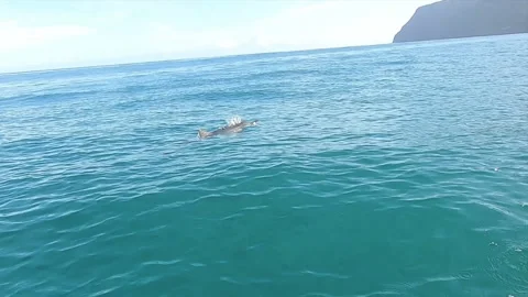 Spinner Dolphin Slow Motion Stock Footage 138401879