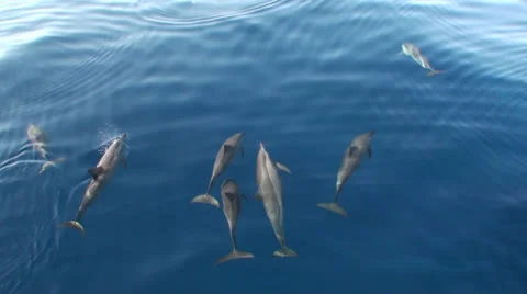 `Spinner dolphins from a boat Vídeo Stock 22571354