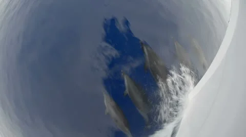 Spinner dolphins at the bow of a boat Stock Footage 8973599