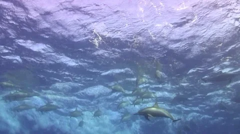 Spinner dolphins Stock Footage 40294058