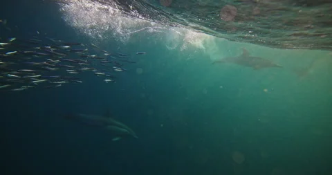 Spinner dolphins hunt fish into a bait ball. Sardine run Wild Coast South Africa Stock Footage 247450433