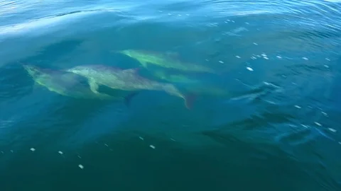 Spinner Dolphins move through sea water surfacing and sinking. Sri Lanka Stock Footage 75772576