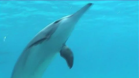 Spinner Dolphins Plaing In Open Sea Stock Footage 300907508