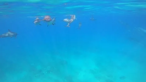 Spinner Dolphins at Play, Video Stock Footage 277466394