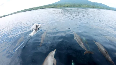 Spinner dolphins playing and riding the bow wave of a boat- slow motion shot Stock Footage 109770150
