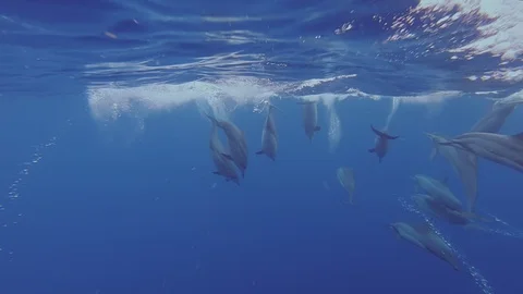 Spinner Dolphins Playing By A Boat Stock Footage 89554784