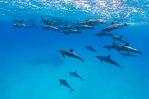 Spinner dolphins pod Stock Photos