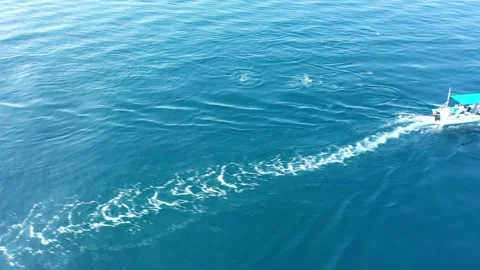 Spinner dolphins pov drone Stock Footage 280693570