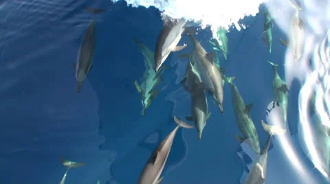 `Spinner dolphins riding a bow wave Vídeo Stock 22571376