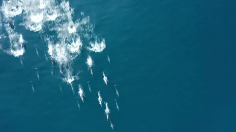 Spinner dolphins run drone shot Stock Footage 280693521