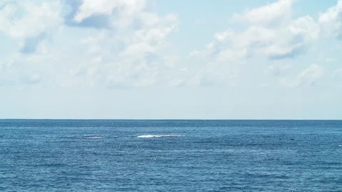 Spinner Dolphins in Slowmotion Stock Footage 103191794