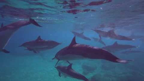 Spinner Dolphins Swim Close By On Surface Right To Left Stock Footage 82046790