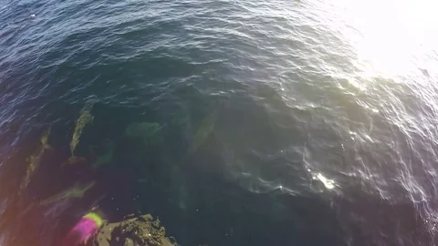 Spinner Dolphins Swimming by Ship Stock Footage 73662971