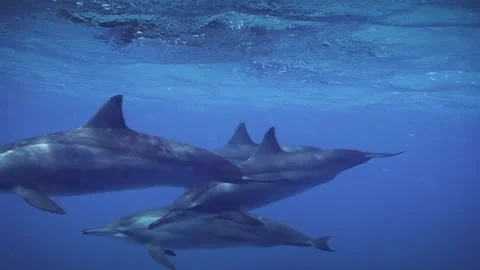 Spinner Dolphins Underwater in Red Sea Egypt Stock Footage 335378396