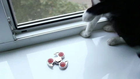 Spinner. Video stock 80340314