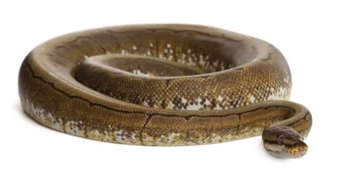 Spinner Python, Royal python, ball python, Python regius, 2 years old, in front  Stock-Fotos