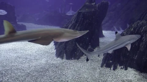 Spinner shark underwater Stock Footage 283875509