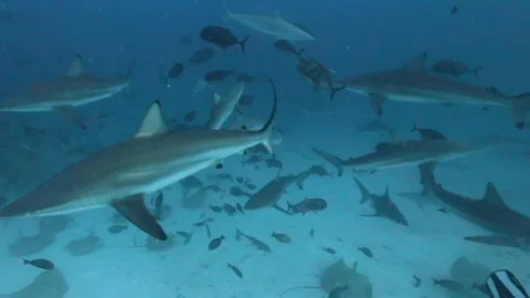 Spinner sharks and oceanic black tip sharks in Maldives Stock Footage 297529522
