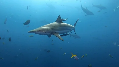 Spinner sharks swimming close to the camera - Underwater wildlife Stock Footage 126294154