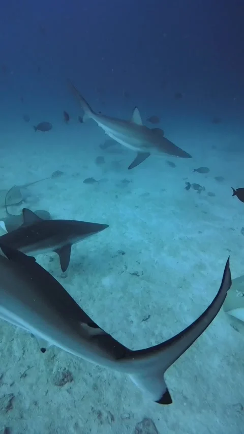 Spinner Sharks Swimming Over Reef Scuba Diving Maldives Marine Life Stock Footage 332778567
