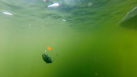 Spinnerbait Dropping Slowly Into The Murky Green Water - Slow Motion Stock Footage 139849335