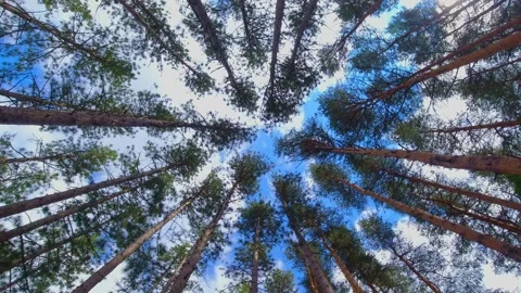 Spinning and rotation looking up under pine and fir trees forest. Spinning .. Stock Footage 242790477