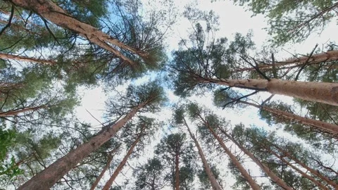 Spinning and rotation looking up under pine and fir trees forest. Spinning .. Stock Footage 271691620