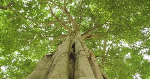 Spinning and rotation looking up under big rainforest trees. Stock Footage 277345922