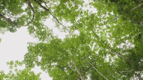 Spinning and rotation looking up under big rainforest trees. Stock Footage 277398710