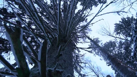 Spinning around the big tree in the forest covered with snow Stock Footage 119398161