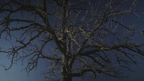 Spinning around dead tree Stock Footage 73344591