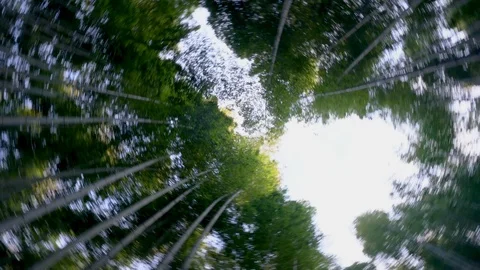 Spinning around looking up through bamboo forest Stockbeeldmateriaal 91606357