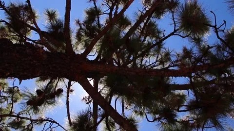 Spinning around a pine tree with a blue sky in the background. Stock Footage 144937352